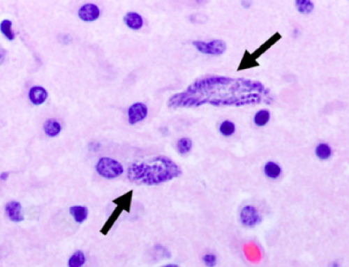 What Horse Owners Should Know About Equine Protozoal Myeloencephalitis