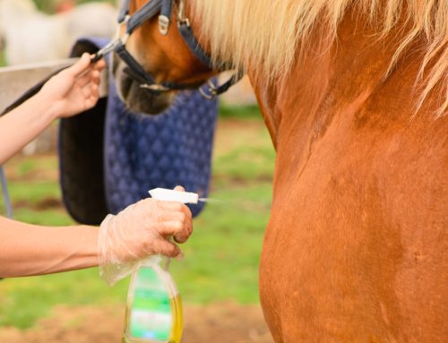 Lyme Disease in Horses