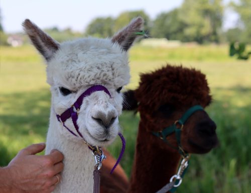 Common Camelid Health Problems