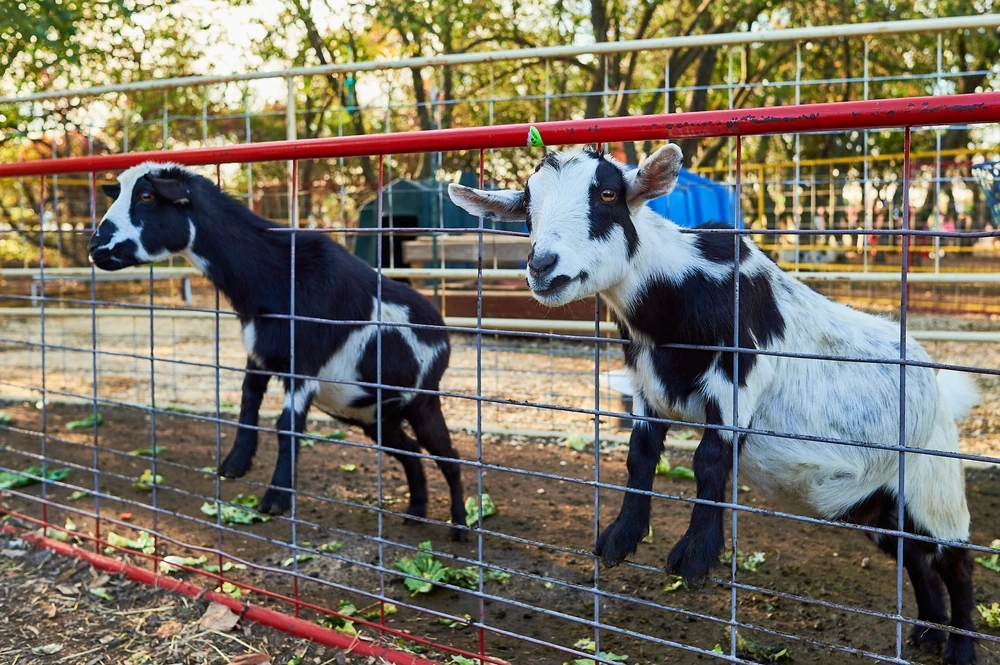 Photo on the Footrot prevention in sheep and goats page