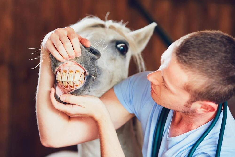 Photo on the The Importance of Regular Dental Care for Your Horse page